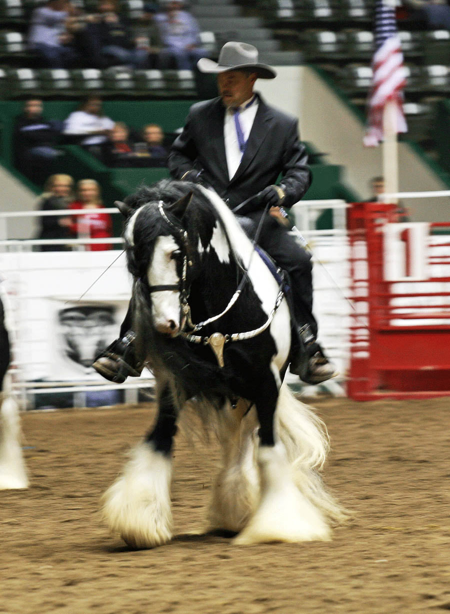 Gypsy Vanner Horses